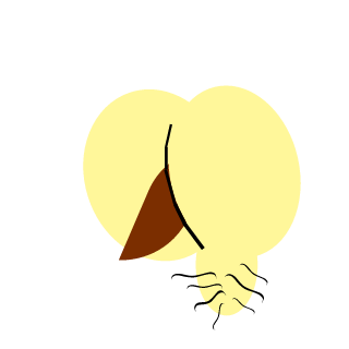 Count_Jackinov's emblem