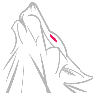 pazziblida's emblem