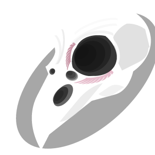 Bea1684's emblem