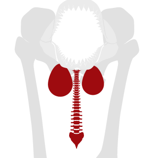backhap7272's emblem