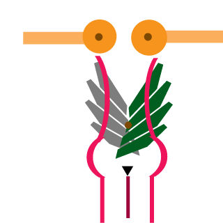 vvRaGdoLLvv's emblem