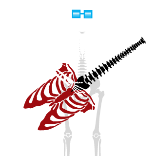 YuraRainbowHead's emblem